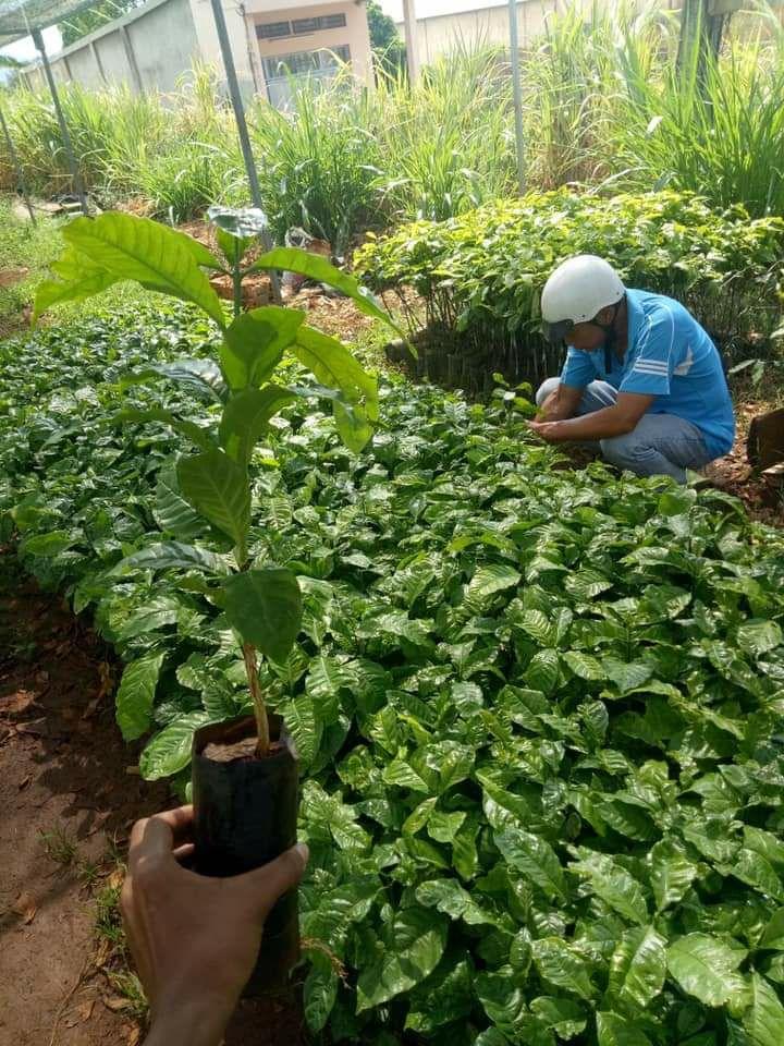 Cây giống cà phê arabica ghép