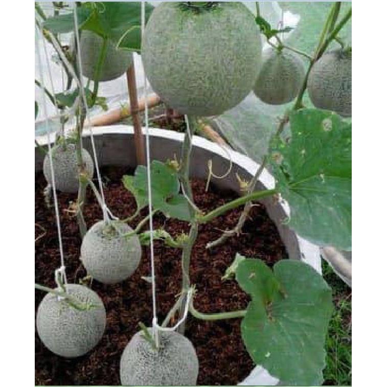 Hạt giống dưa lưới xanh