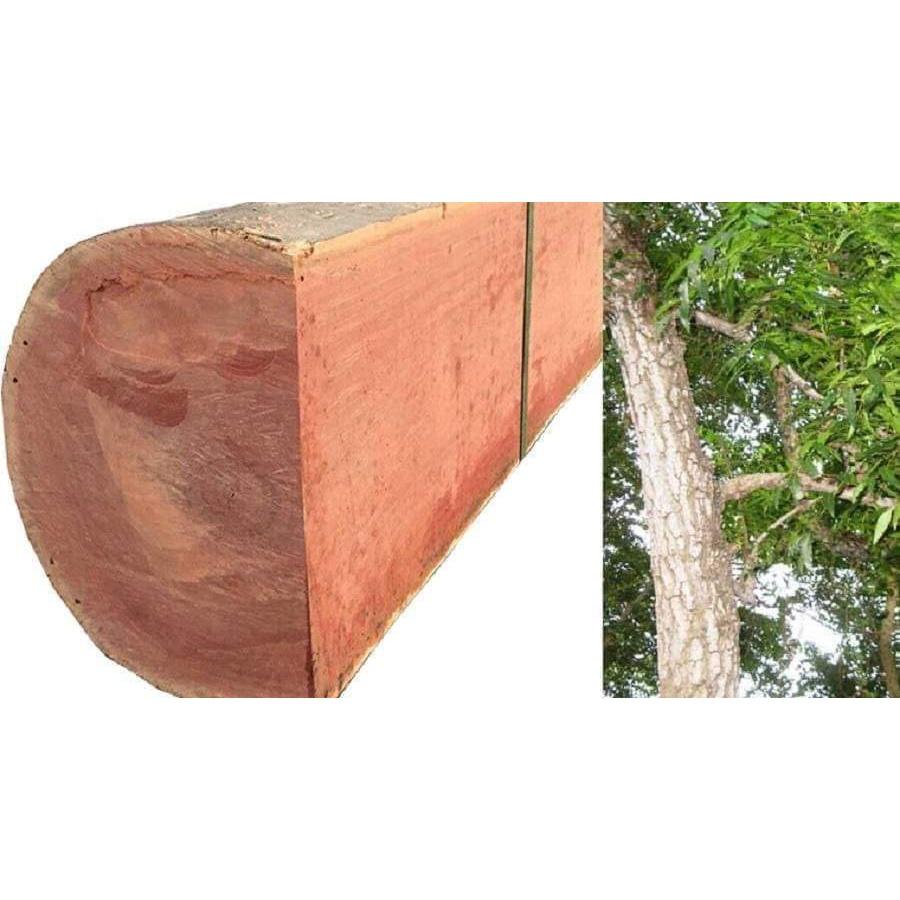 GIỐNG CÂY XOAN ĐÀO