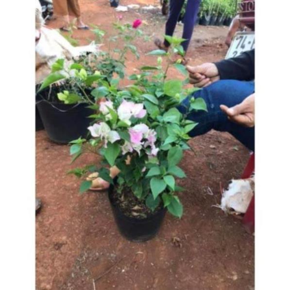 Cây hoa giấy Thái phớt hồng đã có hoa