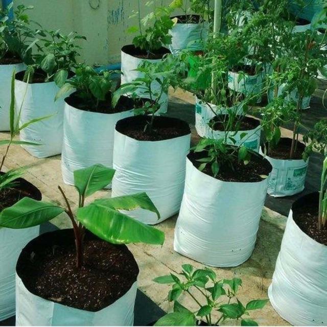 1kg TÚI BẦU TRỒNG CÂY TRONG NHÀ LƯỚI 20X40
