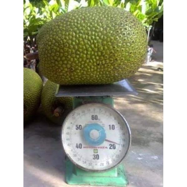 CÂY GIỐNG MÍT LÙN RUỘT ĐỎ SIÊU QUẢ SIÊU SỚM