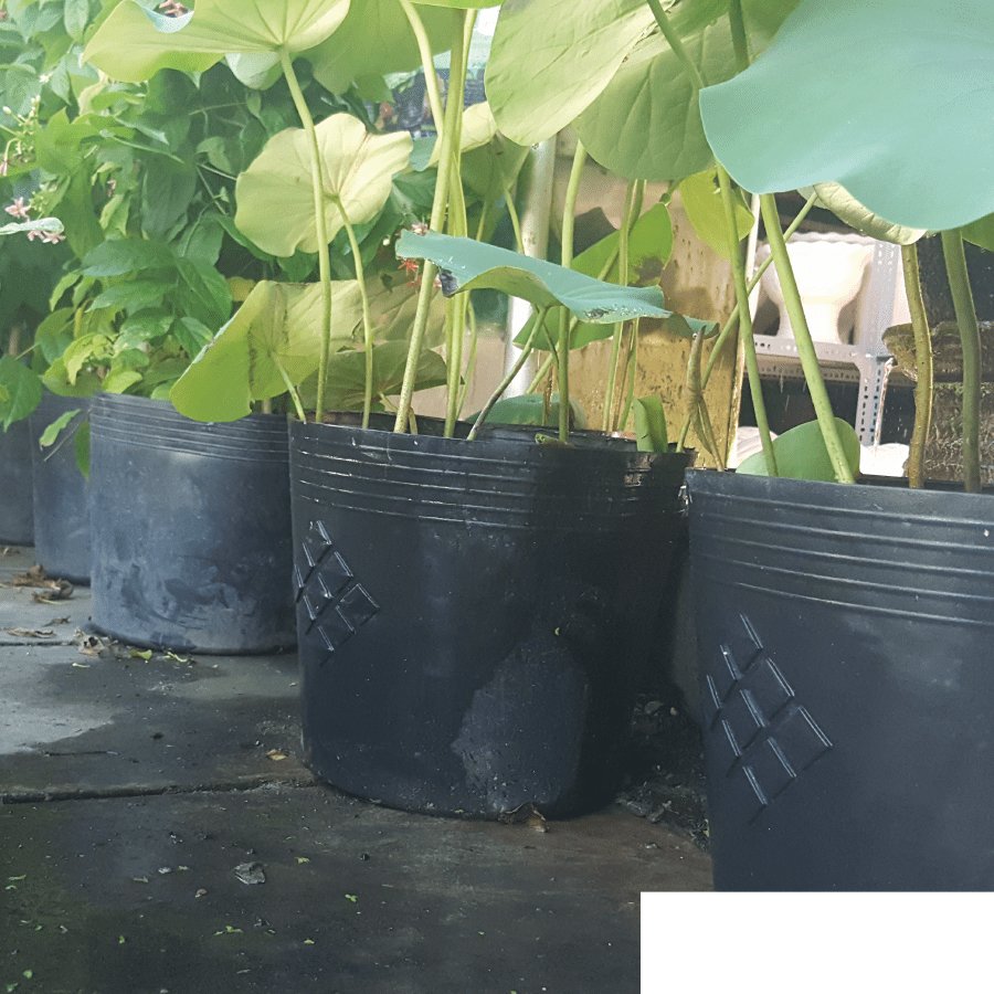 5 Chậu Nhựa Dẻo 40x30x30cm Bít Lỗ Trồng Sen bền từ 5 đến 10 năm- 77330