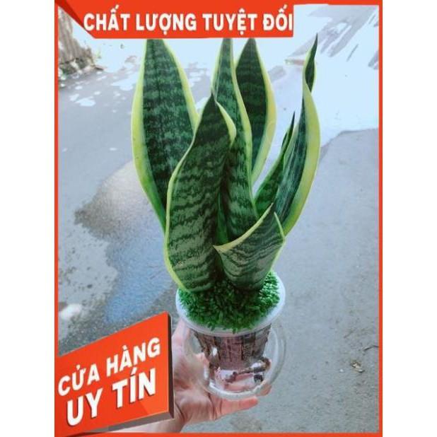 Chậu Lưỡi Hổ Thuỷ Sinh