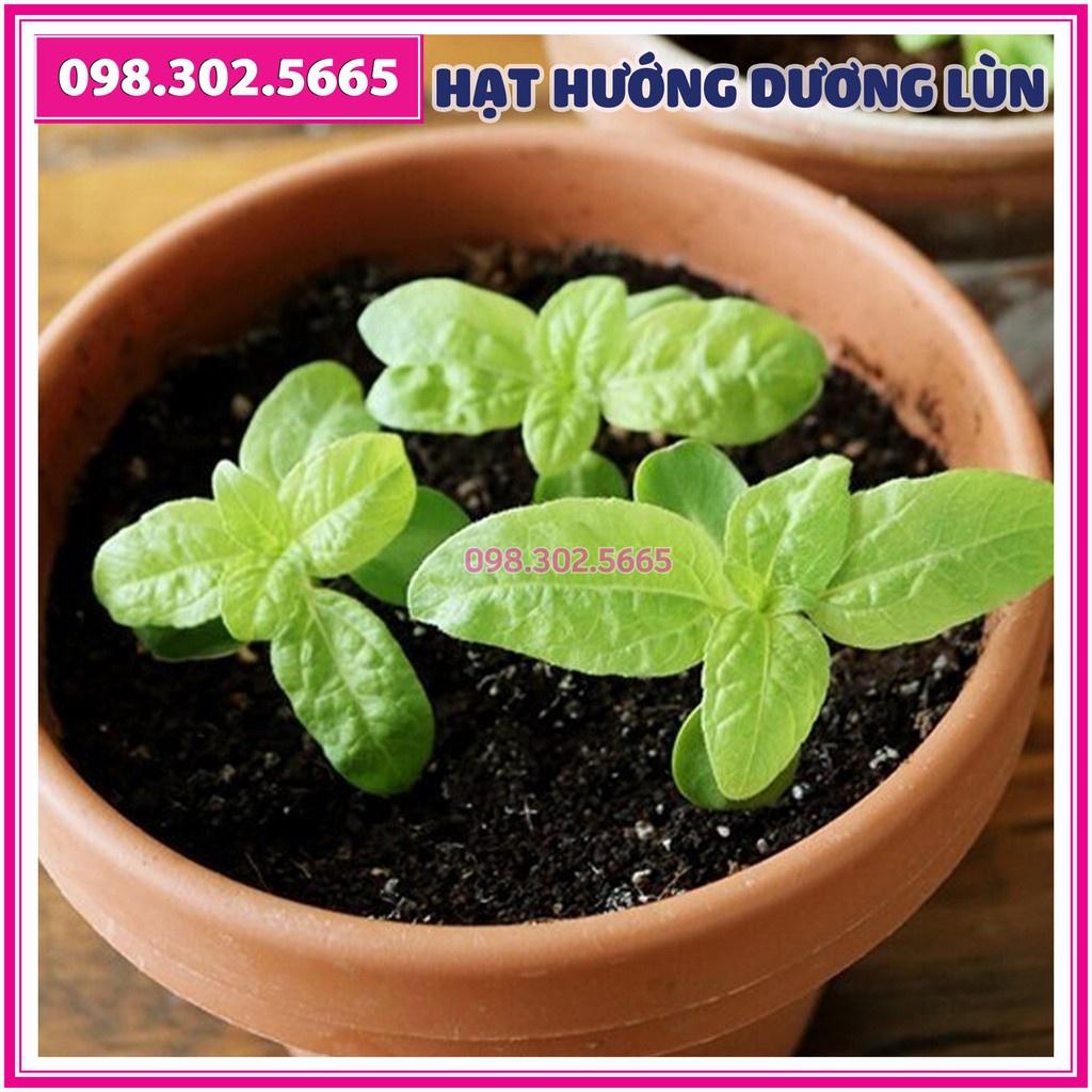30 Hạt giống hoa hướng dương lùn hoa đơn F1 - hạt hoa chất lượng tốt, ra hoa đồng đều