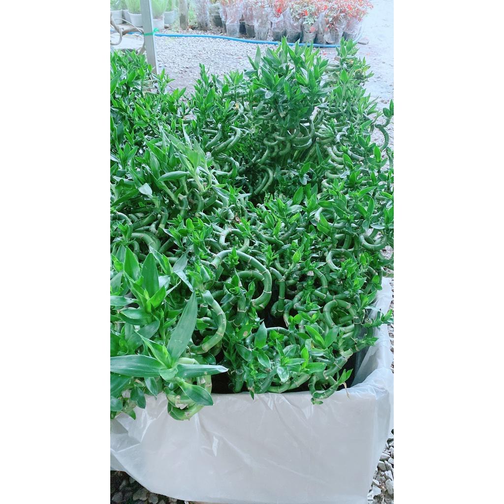 Bó Trúc Phát Tài Xoắn Cao 80cm