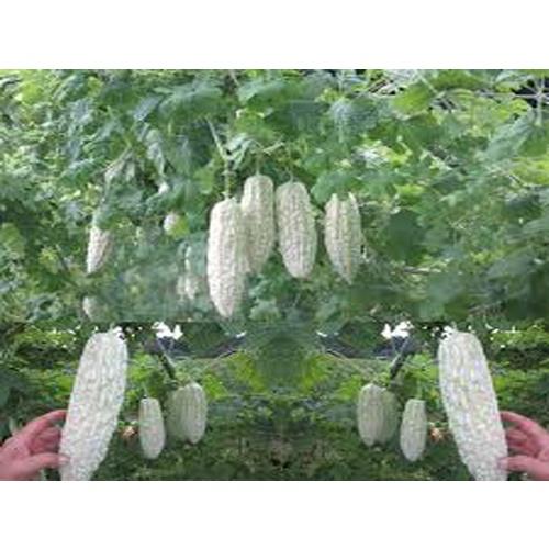 Hạt giống Khổ qua bạch tuyết-gói 5 hạt/tặng kèm gói phân bón lót