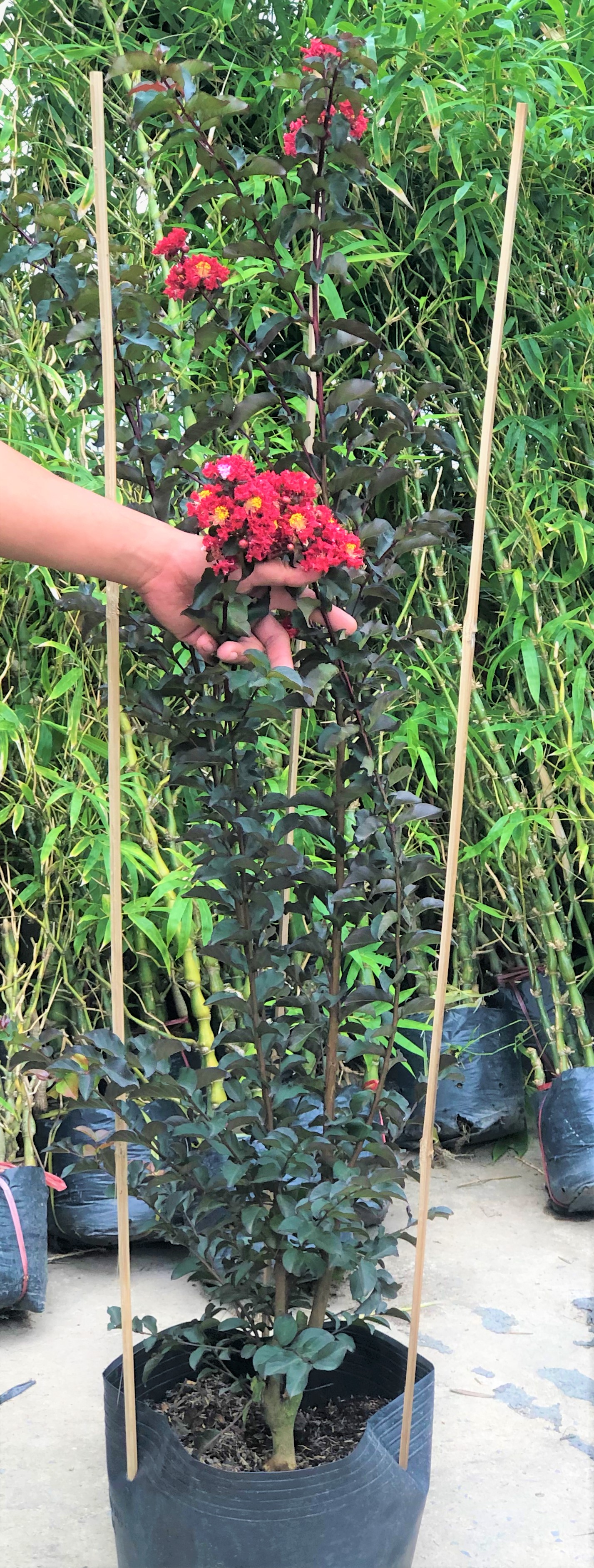 Cây Tường Vi Huyết Long cao 150 cm