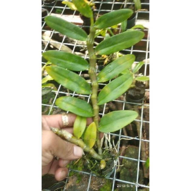 Hoa Lan Trầm Tím lai Giả Hạc