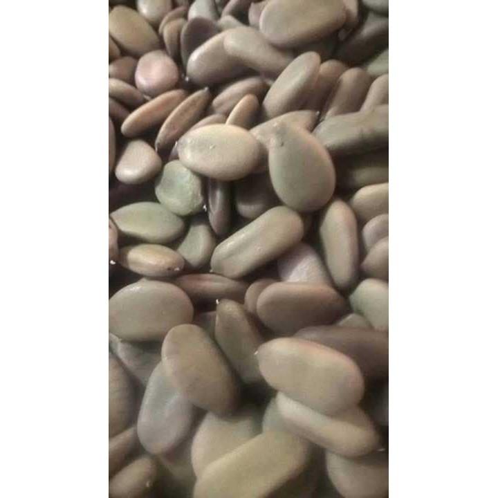 Hạt keo giống