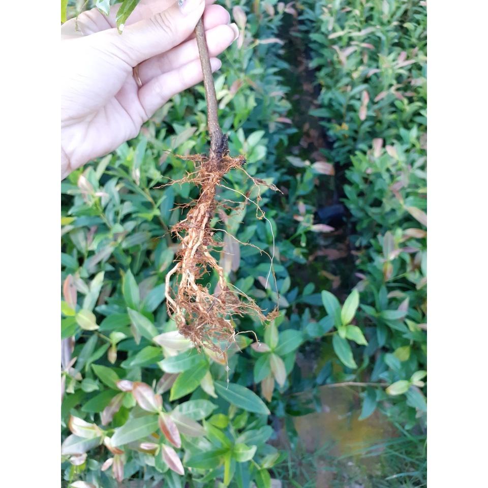 Combo 100 cây mai con ko quấn rễ