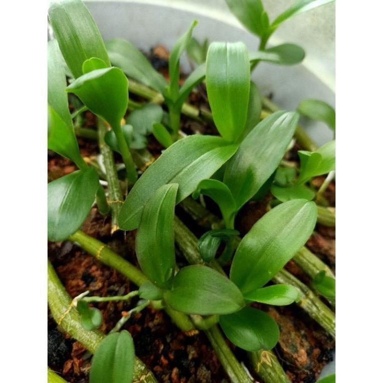 Kie 1 ki lan phi điệp rừng liên hệ ngay để xem video chi tiết