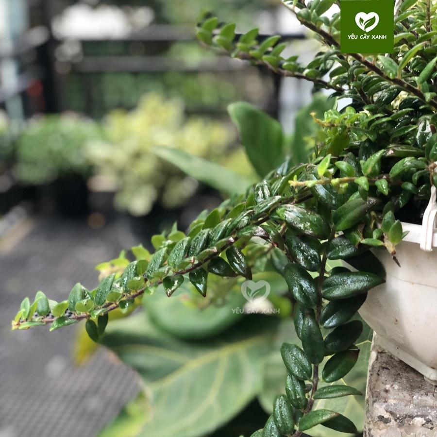 Cây Lan Tim - Chậu Treo nhánh dài khoảng 25cm
