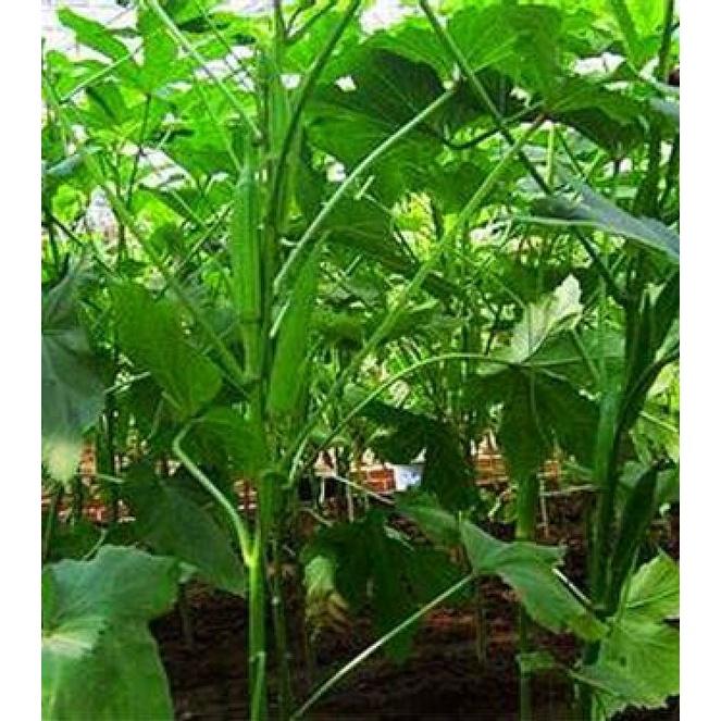 Hạt giống đậu bắp cao sản KNS372 - Gói 10gram