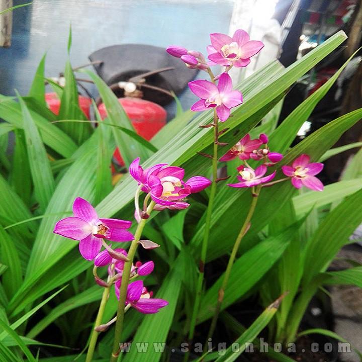 HẬU GIỐNG HOA ĐỊA LAN CHU ĐỈNH ĐỦ MÀU -CÓ 12 MÀU