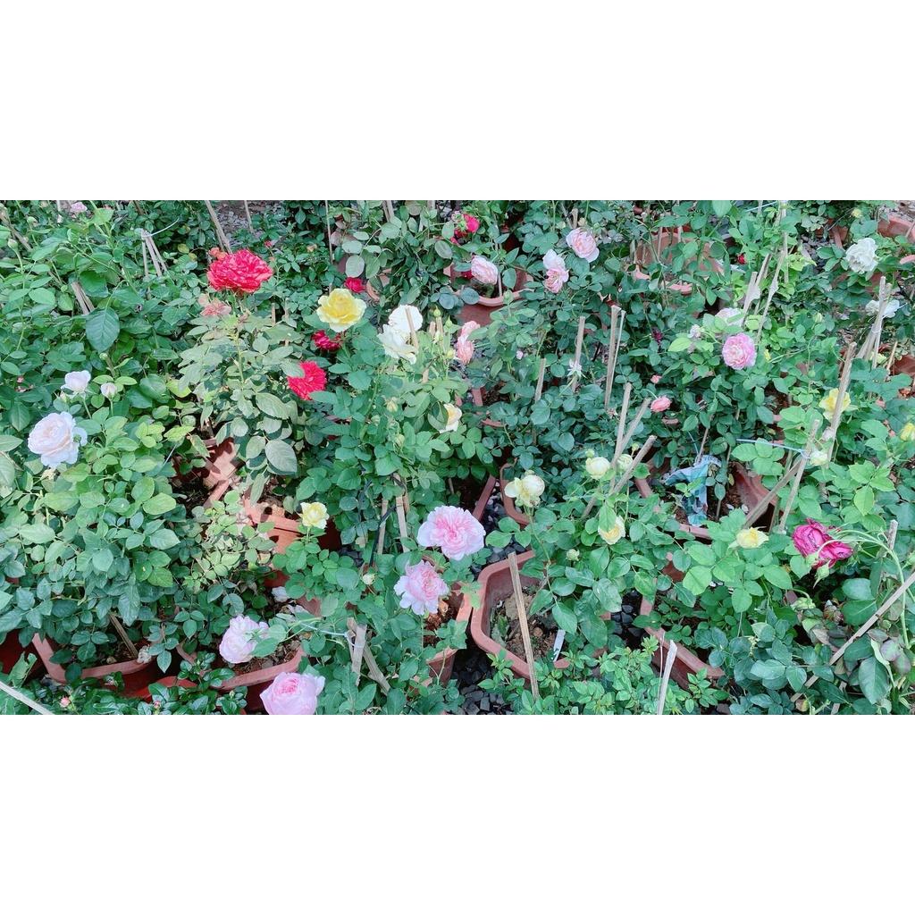 Chậu Hoa Hồng Tezza