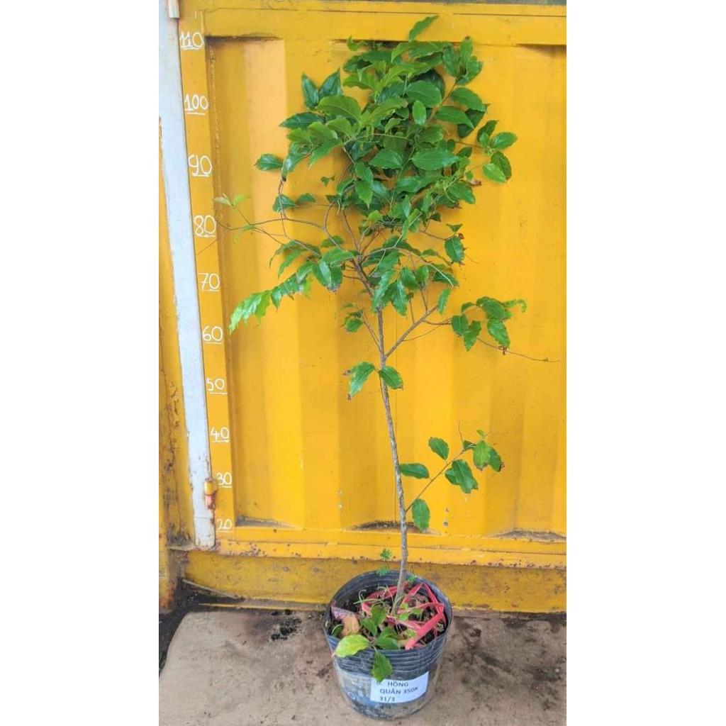 Cây Hồng quân.... 6 tháng cây cho trái