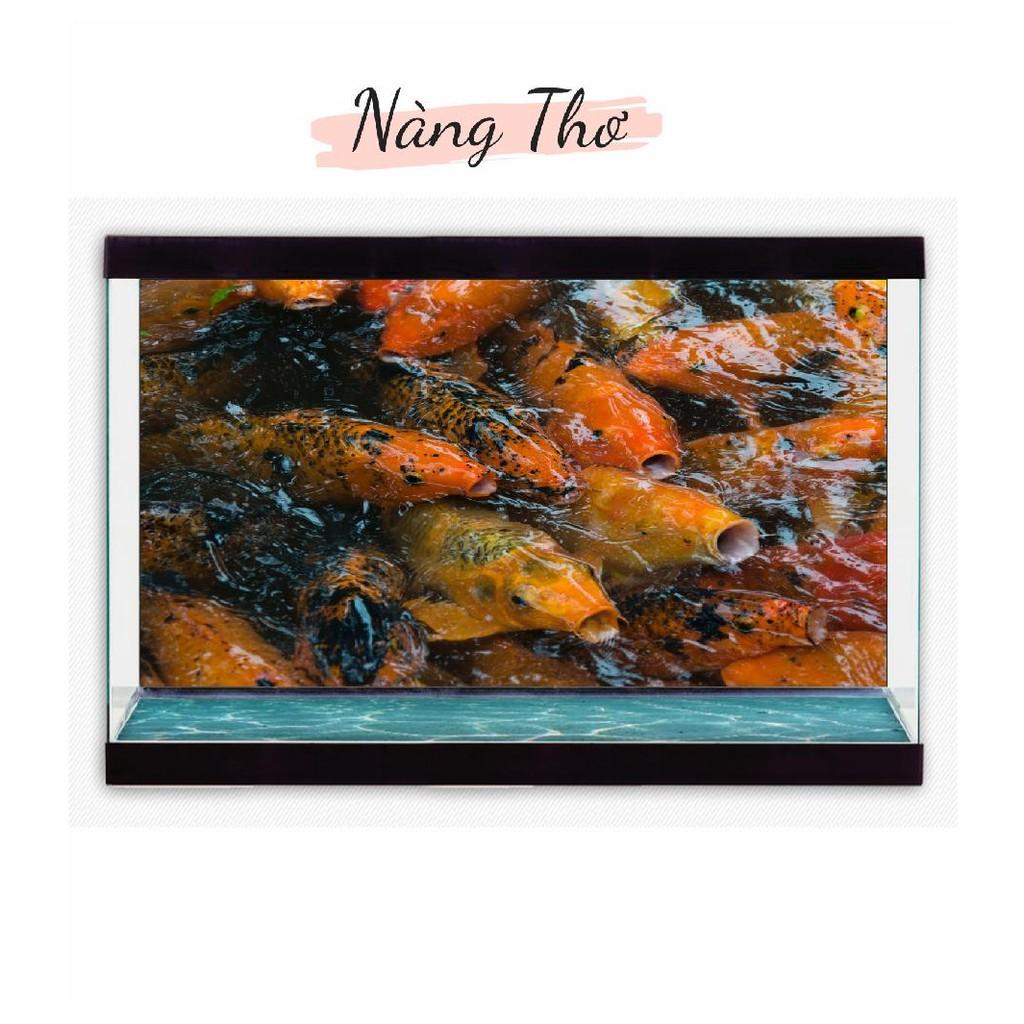 TRANH DECAL HÌNH CÁ KOI 3D DÁN HỒ CÁ NHIỀU KÍCH THƯỚC _THIẾT KẾ NÀNG THƠ