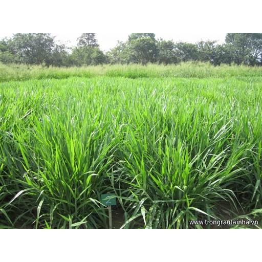 Gói 1KG hạt giống Cỏ Chịu Ngập Ubon Paspalum