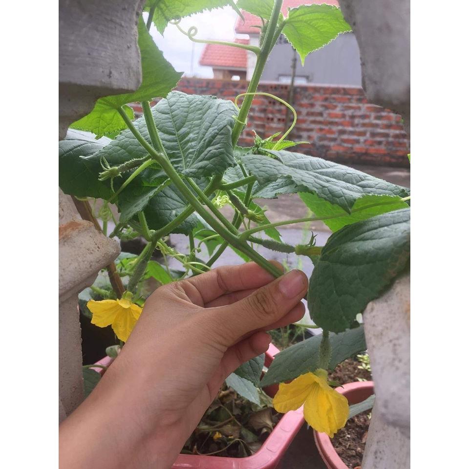 DƯA LEO XANH - DƯA CHUỘT XANH