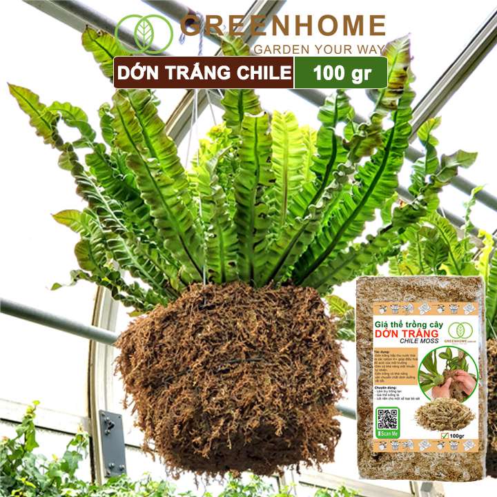 Dớn trắng Chilê, gói 100gr, đã qua xử lý, giữ ẩm tốt, kháng khuẩn tự nhiên, trồng lan, kiểng lá hiệu quả |Greenhome