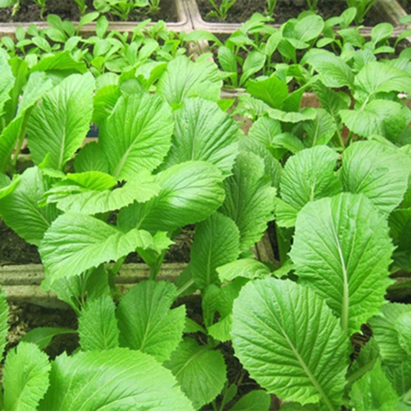 Gói 20g Hạt giống rau cải bẹ mỡ F1 cao sản - nảy mầm tốt, sinh trưởng nhanh