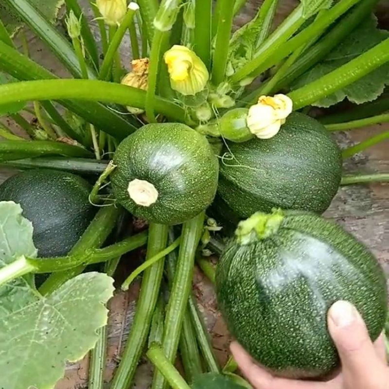 Hạt giống Bí ngòi tròn