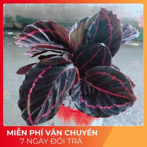 Chậu Đuôi Công Tím