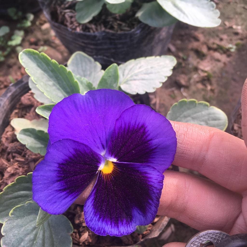 Cây Hoa Pansy Trồng Sẵn Bầu Đen,Màu Sắc Bắt Mắt