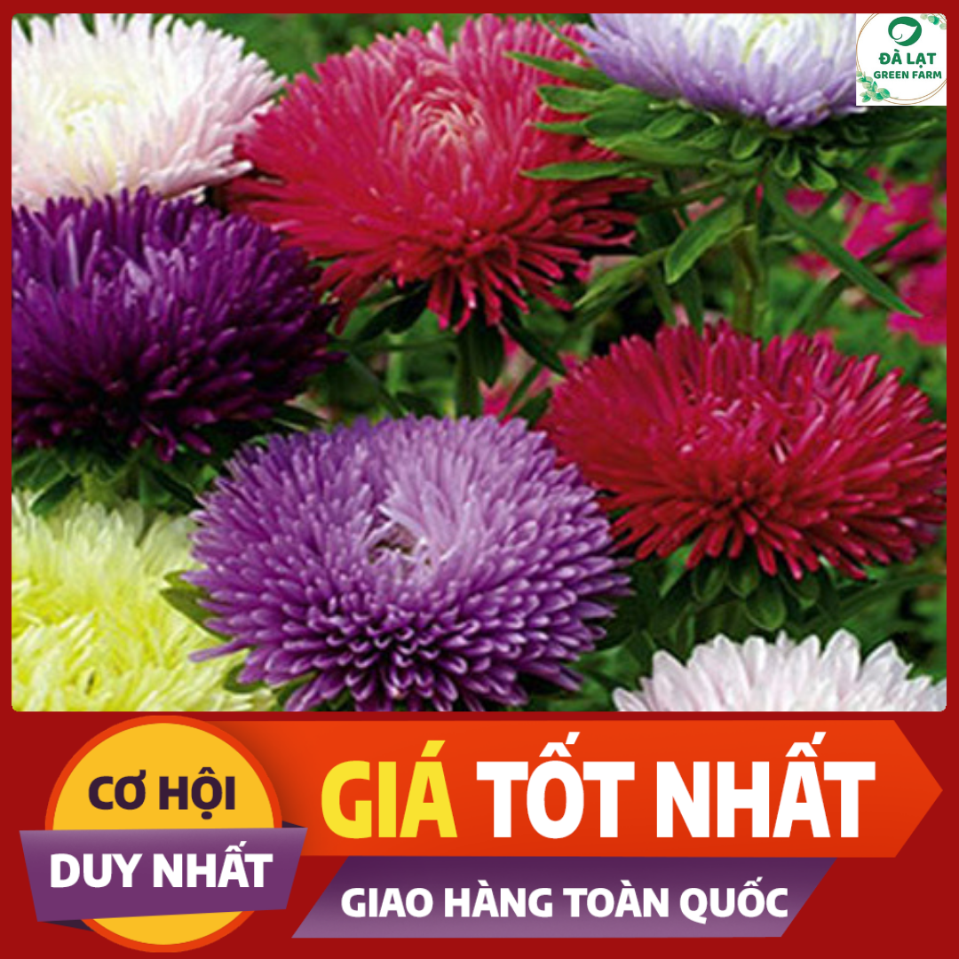 50H_Hạt giống hoa Cúc Đài Loan (nảy mầm siêu chuẩn)