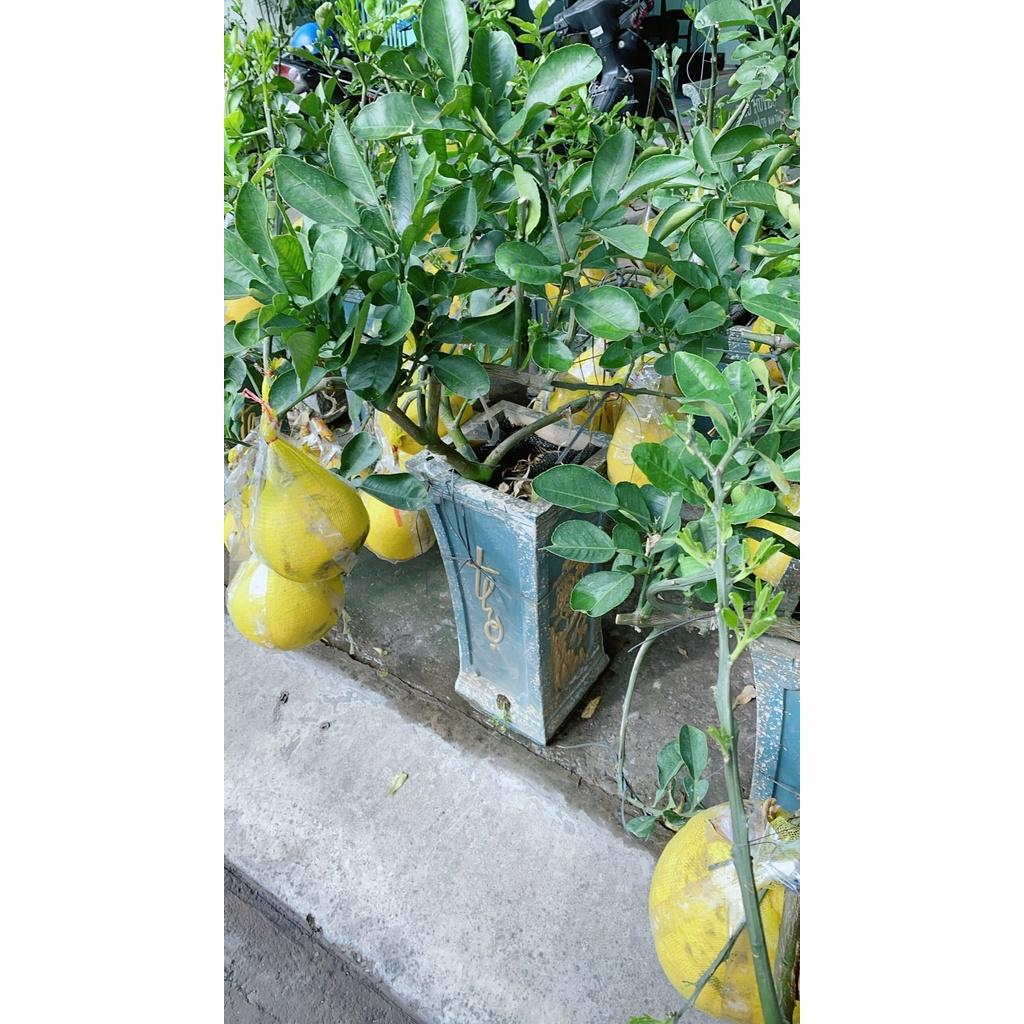 Chậu Cây Bưởi Kiểng Trưng Tết