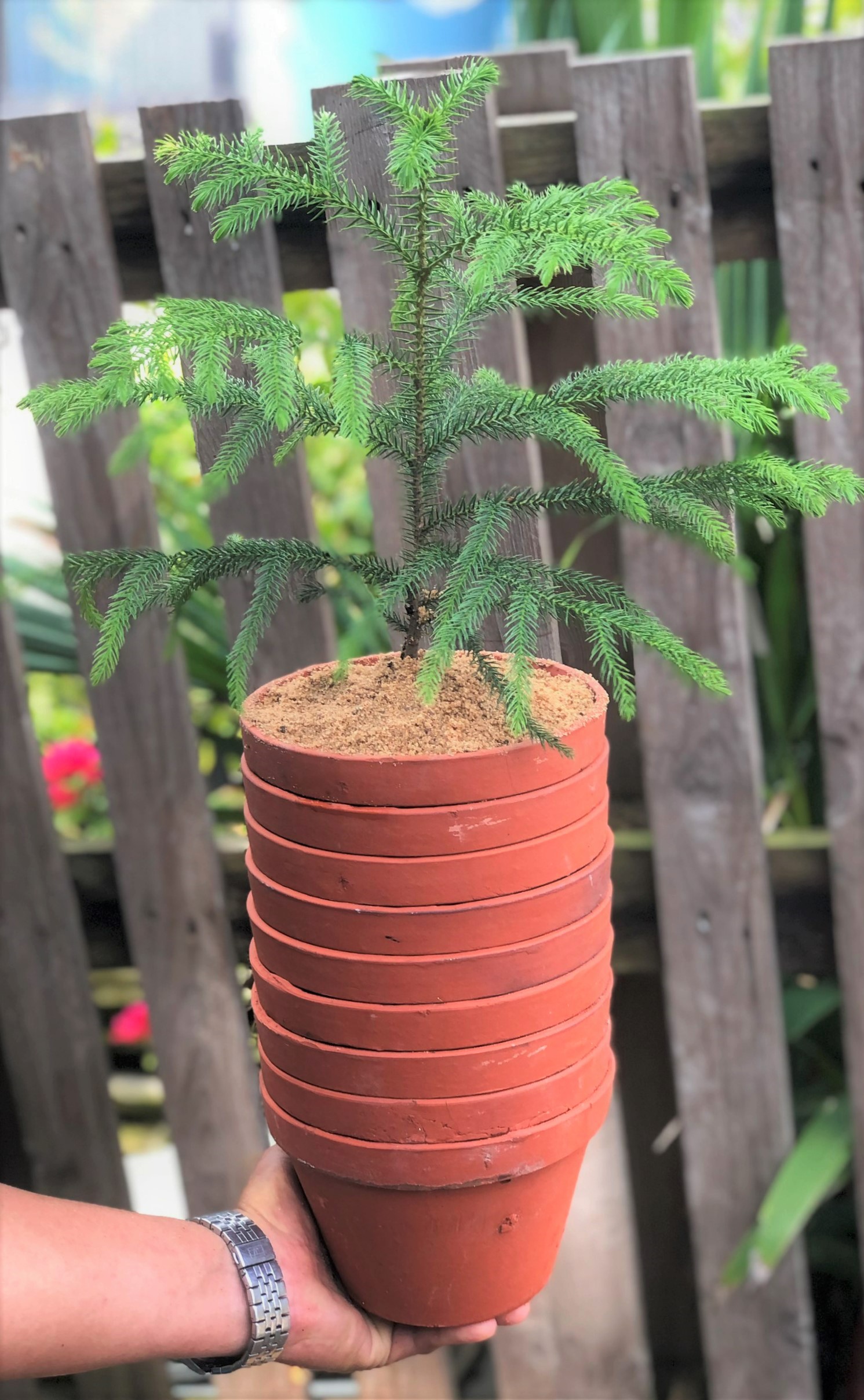 Bộ 10 chậu đất nung trồng lan trồng cây số 2 rộng 17 cm x cao 11 cm