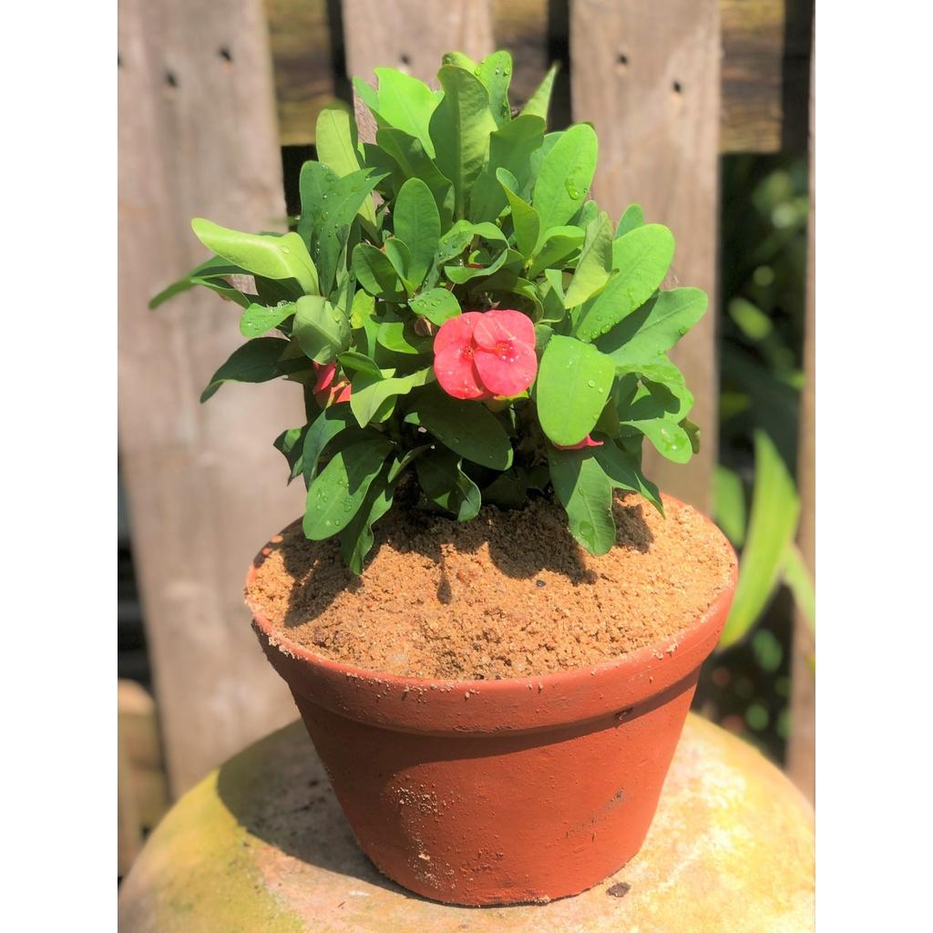 Chậu đất nung cây xương rồng Bát Tiên hoa màu hồng