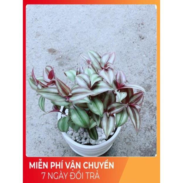 Chậu Thài Lài Tím