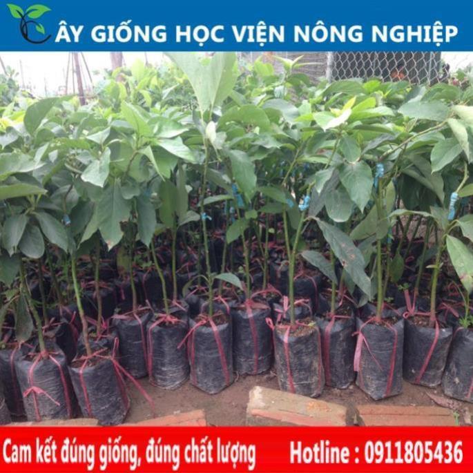 Sản phẩm Cây Ăn Trái cây giống bơ sáp