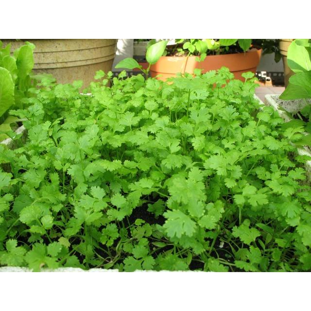 Hạt giống Ngò Rí Bạc Liêu KNS3239 - Gói 20gram