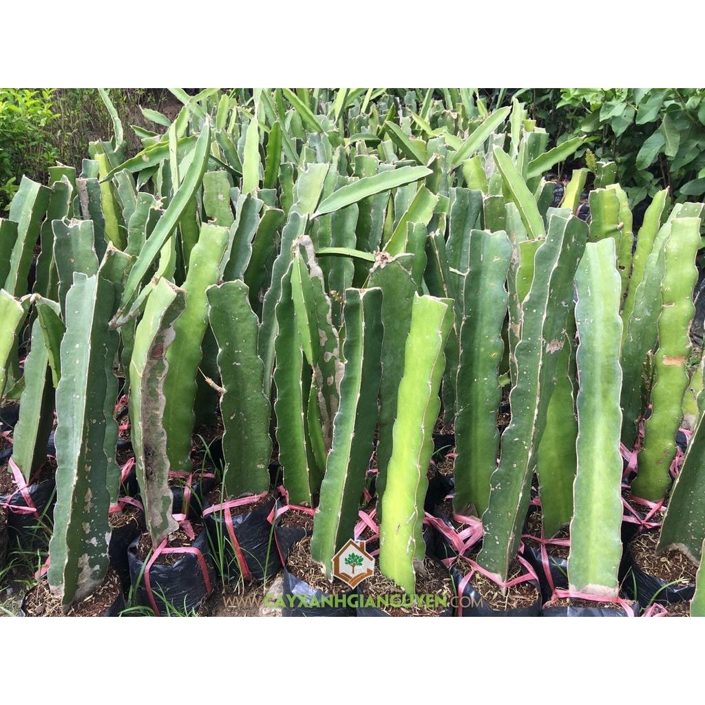 CÂY GIỐNG THĂNG LONG RUÔT TRẮNG