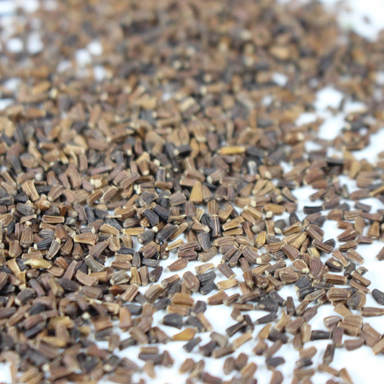 Hạt giống hoa cúc trái thông gói 50 hạt/gói