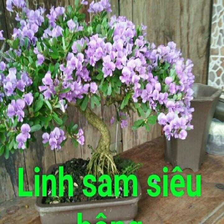 Cây Linh Sam siêu bông- cây phôi