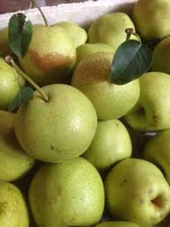 Cây giống Lê xanh