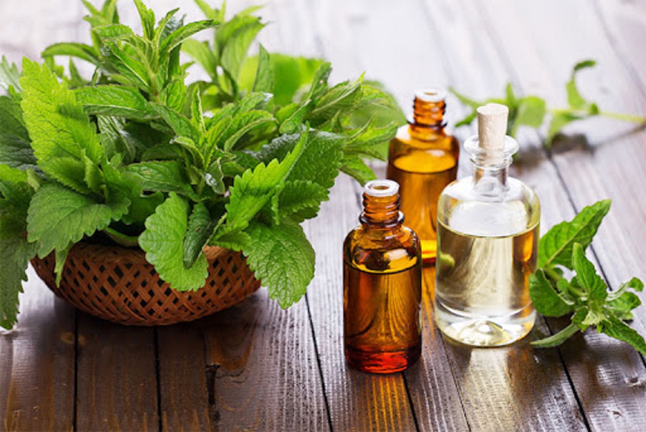 Tinh dầu Bạc Hà 10ml nguyên chất từ thiên nhiên, Thơm Phòng, Khử Mùi, Kháng Khuẩn, Đuổi Muỗi, Đuổi Chuột - KingOil
