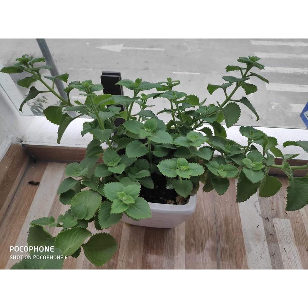 1200 HẠT GIỐNG RAU HÚNG CHANH