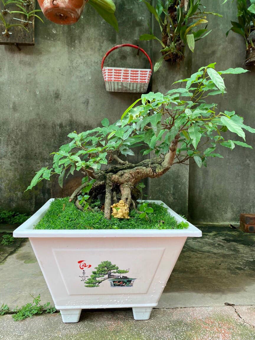 Chậu Nhựa Trồng Hoa Vuông In 300 - Cây Bon Sai - Cây Cảnh