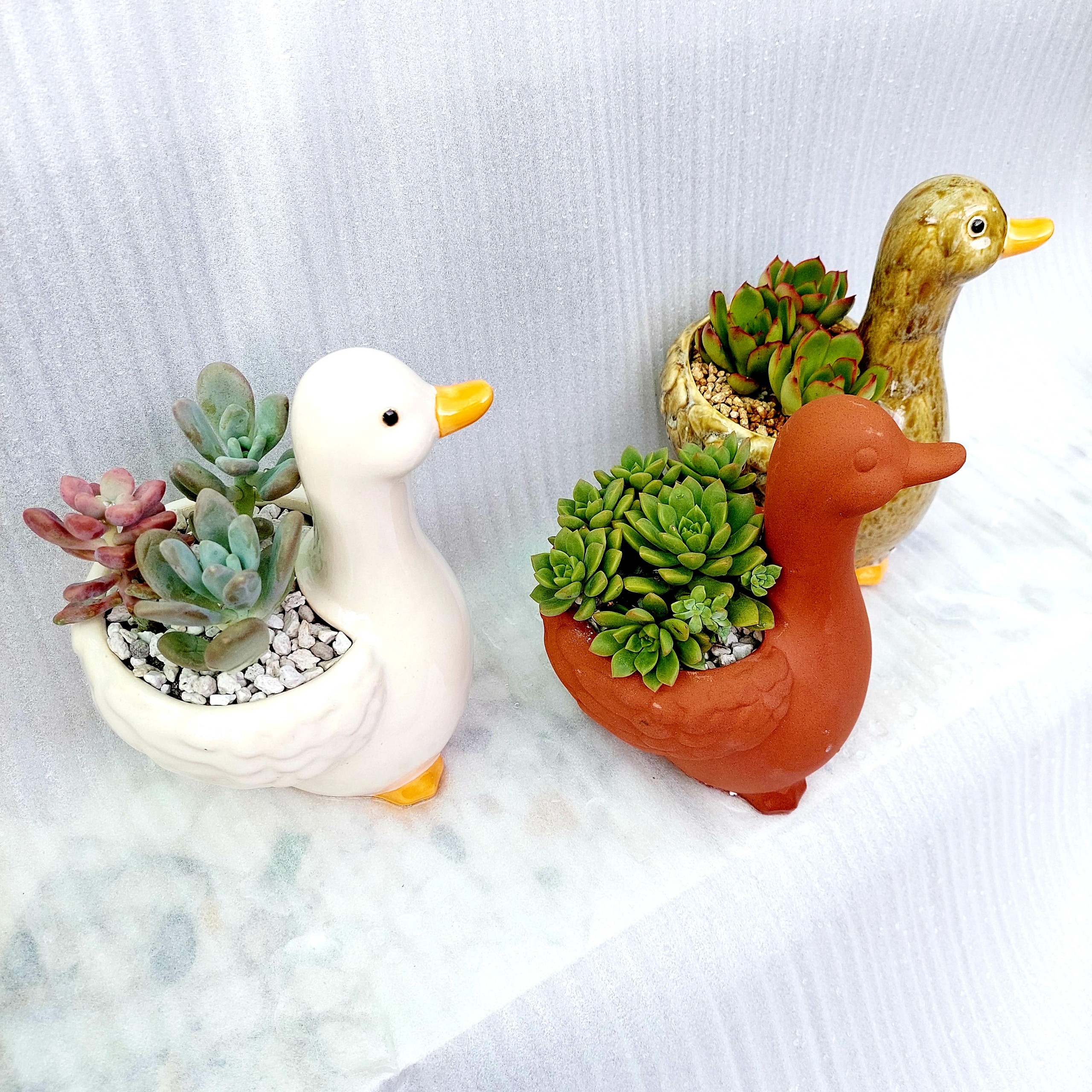 Chậu đất nung Bình Dương - Vịt thiếu nhi, miệng chậu 8cm, chiều cao 9cm tới lưng, 20cm tới đầu