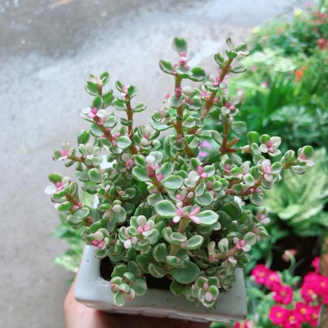 Chậu Đô La Hồng