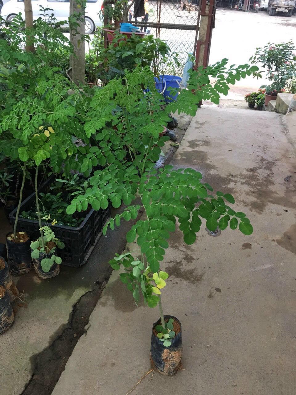 Cây chùm ngây, cây chùm ngây ăn lá  cao từ 0,8m trở lên, hàng chất lượng đặc sản Phú Thọ