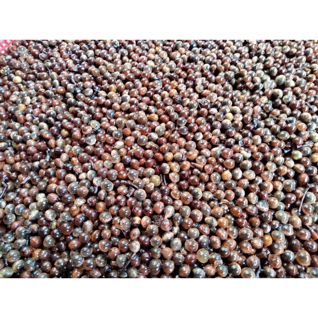 50 gram hạt giống long não