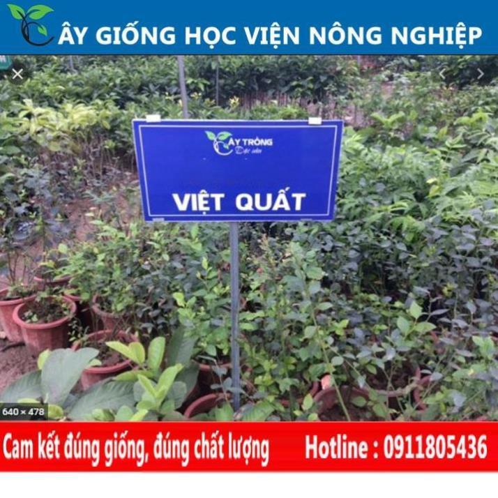 Sản phẩm Cây Ăn Trái cây giống việt quất cây ăn quả đem lại giá trị kinh tế cao