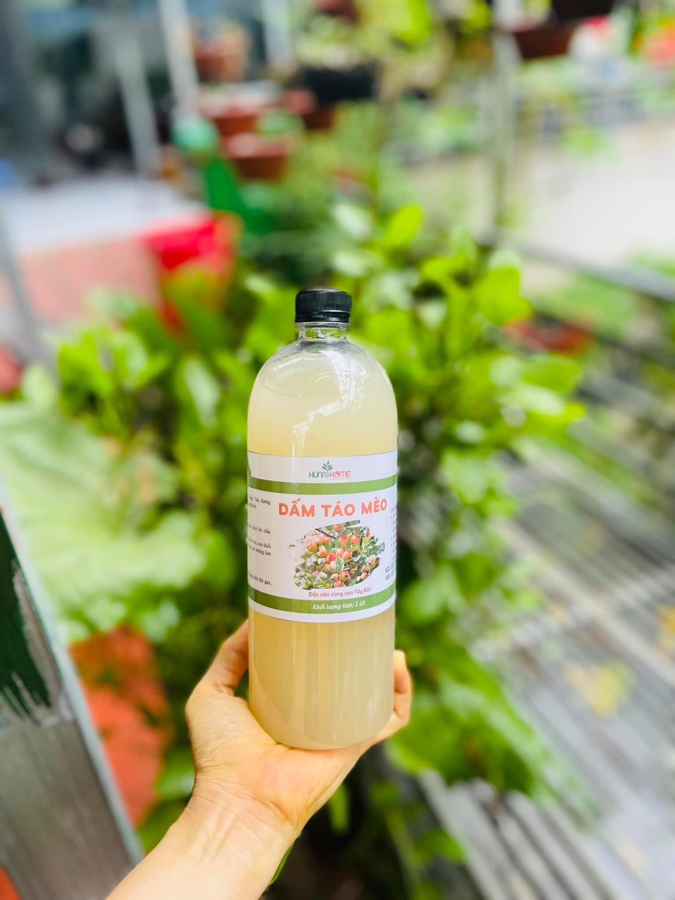 Giấm táo mèo nhà làm Huna'shome
