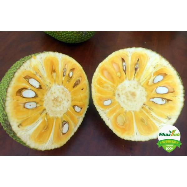 Cây giống Mít Nghệ Tứ Quý